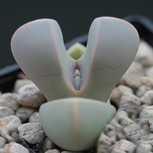 Lapidaria Margaretae sukulent bitki tohumu