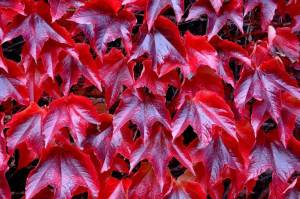 Amerikan sarmaşığı fidanı parthenocissus veitchii boston ivy