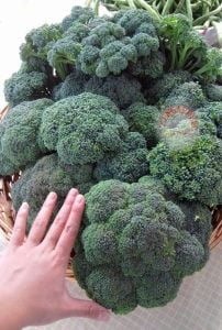 De cicco Atalık brokoli tohumu