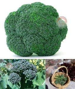 De cicco Atalık brokoli tohumu