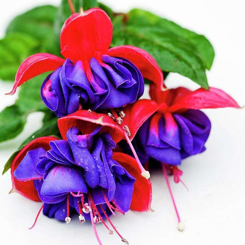 General Monk küpe çiçeği fidesi XL katlı mavi kırmızı çiçekli