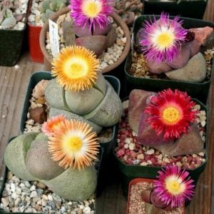 Pleiospilos nelii sukulent bitki tohumu karışımı