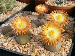 Pleiospilos nelii sukulent bitki tohumu karışımı