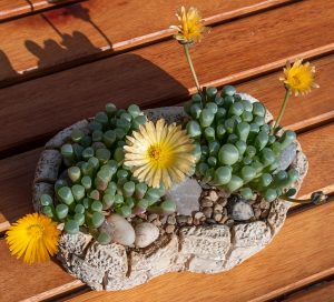 Fenestraria aurantiaca sukulent bitki tohumu