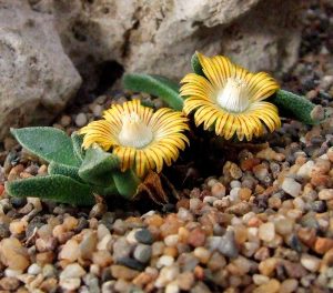 Nanthus aloides sukulent bitki tohumu