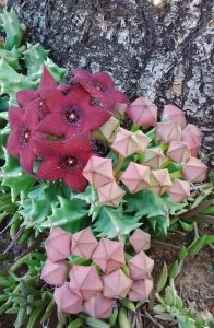 Orbea melanantha leş kaktüsü