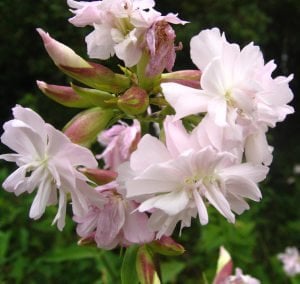 Katlı sabun otu çiçeği saponarian officinalis double