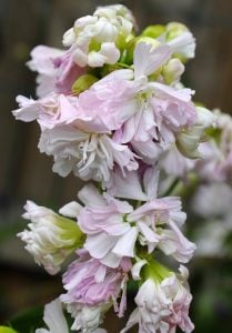 Katlı sabun otu çiçeği saponarian officinalis double