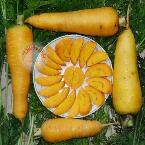 Sarı havuç tohumu Atalık carrot solar yellow