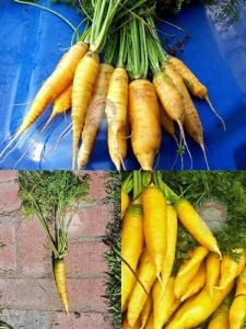 Sarı havuç tohumu Atalık carrot solar yellow