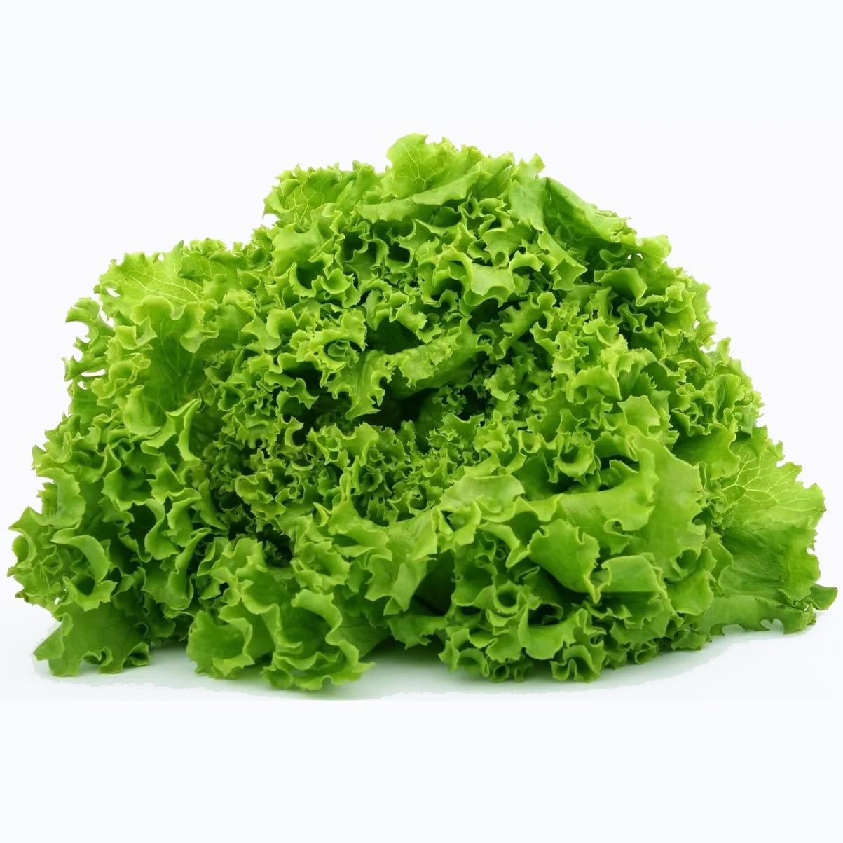 Kıvırcık marul tohumu atalık geniş yapraklı green ice lettuce