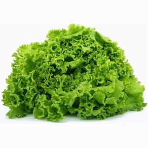 Kıvırcık marul tohumu atalık geniş yapraklı green ice lettuce