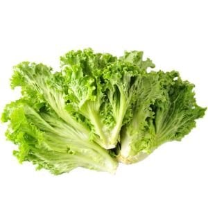 Kıvırcık marul tohumu atalık geniş yapraklı green ice lettuce