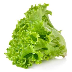 Kıvırcık marul tohumu atalık geniş yapraklı green ice lettuce