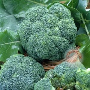 Waltham brokoli tohumu