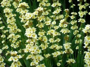 Sarı çiçekli sisyrinchium striatum tohumu