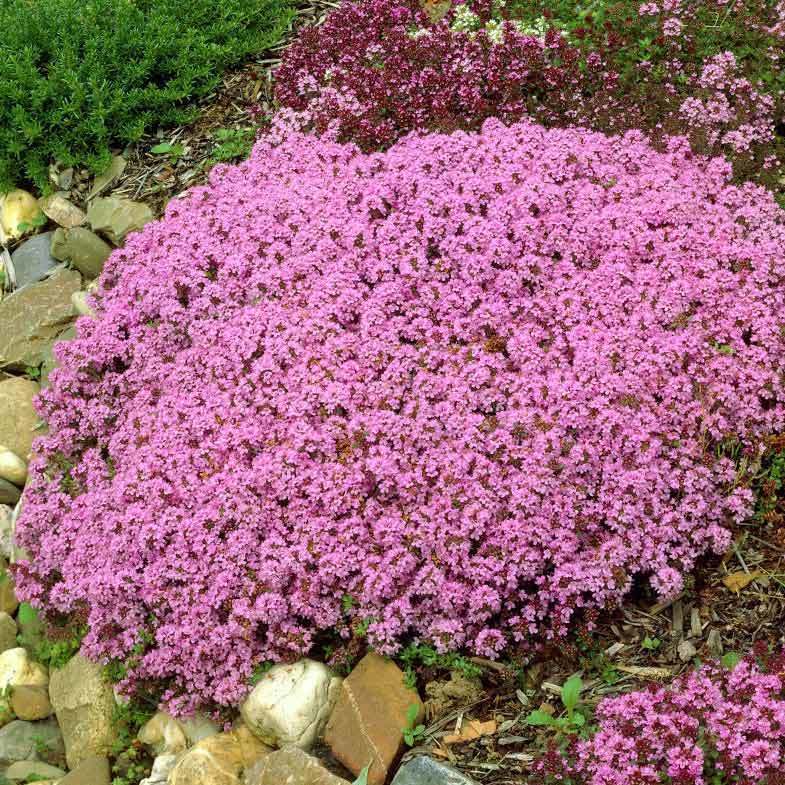 Yer örtücü kadife kekik woolly thyme  thymus praecox pseudolanuginosus