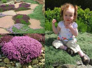 Yer örtücü kadife kekik woolly thyme  thymus praecox pseudolanuginosus