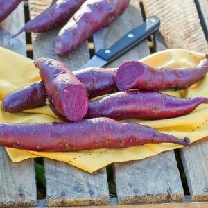 Tatlı patates fidesi mor meyveli erato violet sweet potato