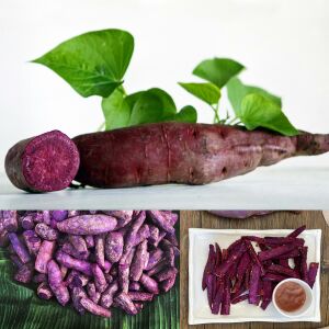 Tatlı patates fidesi mor meyveli erato violet sweet potato