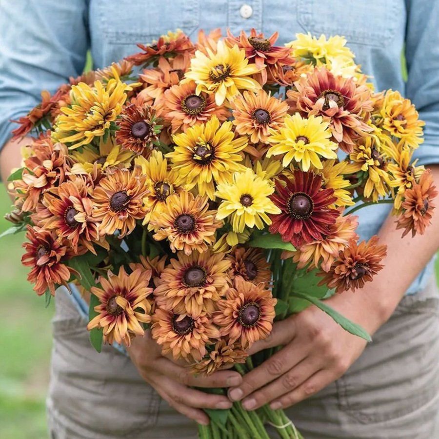 Sahara güneş şapkası çiçeği tohumu rudbeckia hirta