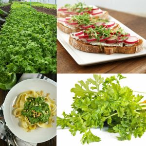 Kıvırcık tere tohumu biberotu geleneksel curled cress peppergrass