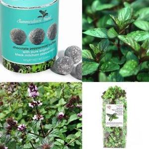 Black Mithcham yağlık nane fidesi mentha piperita