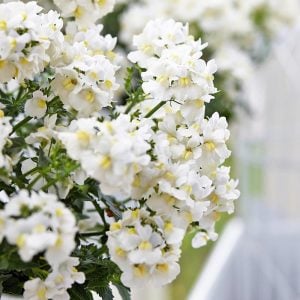 Beyaz nemezya çiçeği fidesi nemesia lyric white