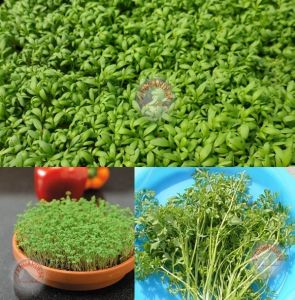 Kıvırcık tere tohumu biberotu geleneksel curled cress peppergrass