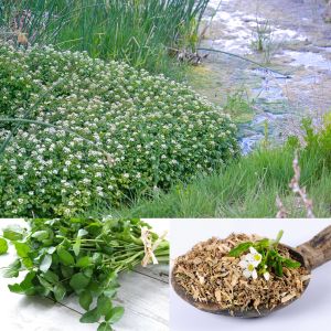 Su teresi tohumu watercress nasturtium officinale