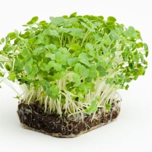 Su teresi tohumu watercress nasturtium officinale