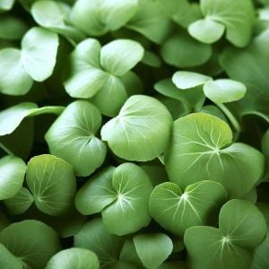 Su teresi tohumu watercress nasturtium officinale