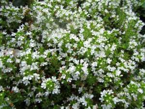 Kadife kekik fidesi yer örtücü thymus praecox albiflorus