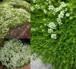 Kadife kekik fidesi yer örtücü thymus praecox albiflorus