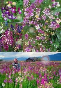 Linaria tohumu kuzey ışıkları linaria maroccana tall snapdragon