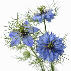 Çörekotu tohumu nigella damascena Genta