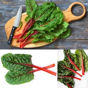 Yakut kırmızı saplı pazı tohumu ruby red chard