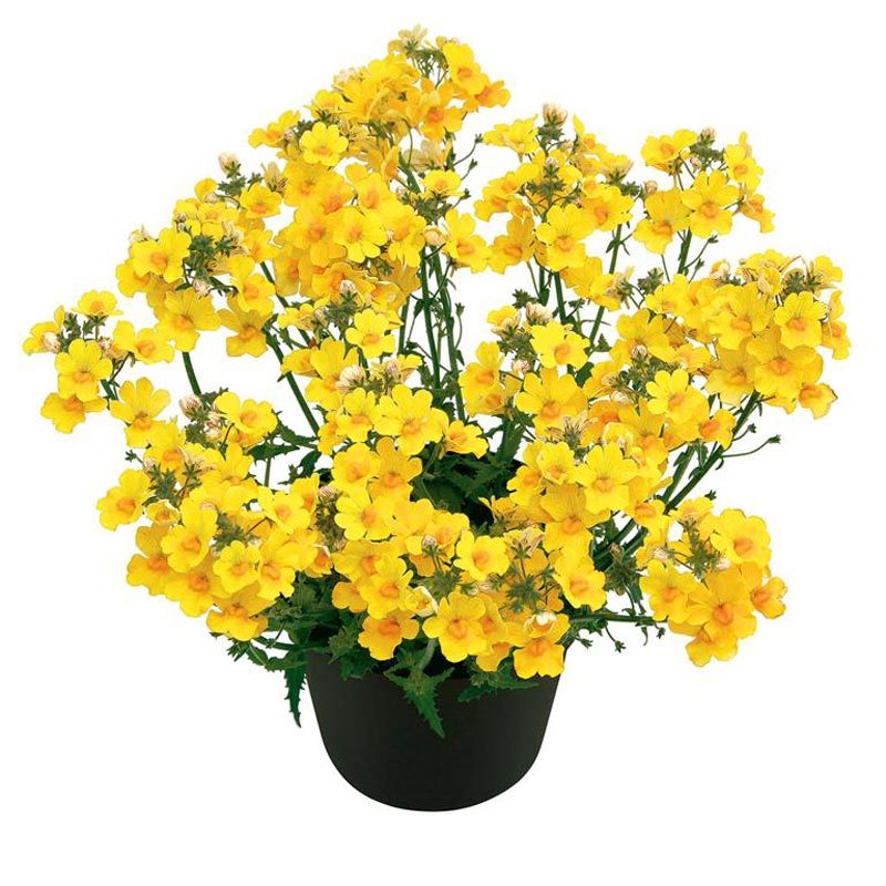 Sarı nemezya çiçeği fidesi nemesia lyric yellow