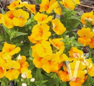 Sarı nemezya çiçeği fidesi nemesia lyric yellow
