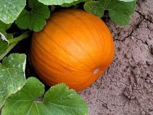 Hasat balkabağı tohumu harvest moon pumpkin F1