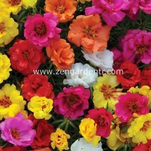 Katmerli ipek çiçeği tohumu kedi tırnağı Genta portulaca grandiflora