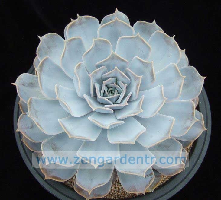 Echeveria lilacina succulent sukulent bitki