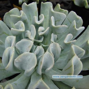 Echeveria runyonii topsy turvy