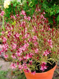 Alaca yapraklı gaura fidesi pembe çiçekli gambit variegata rose