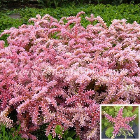 Sedum tohumu pembe yıldız sedum seastar