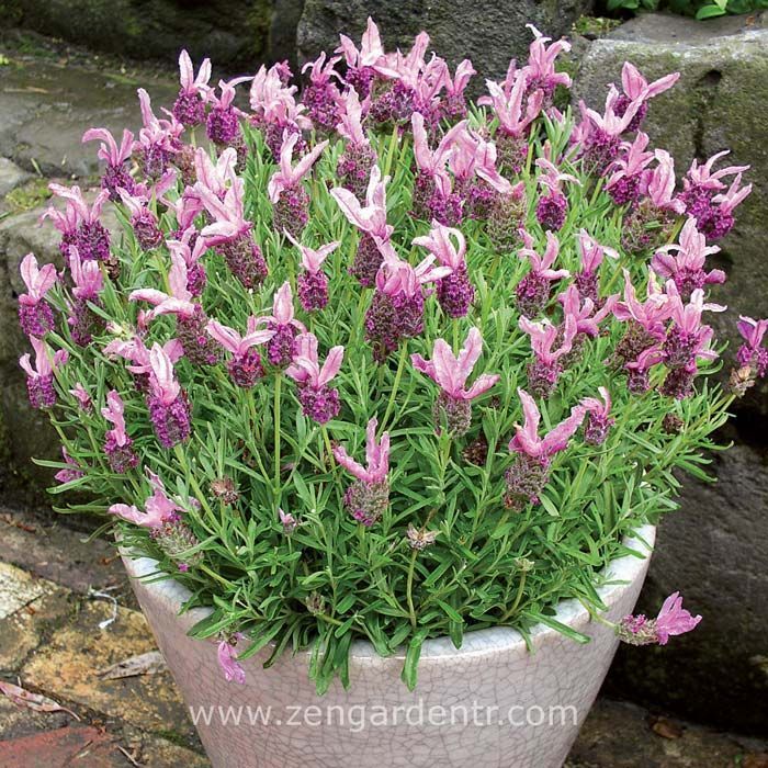 Pembe stoechas lavanta fidesi lavandula stoechas bandera deep rose