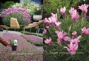 Pembe stoechas lavanta fidesi lavandula stoechas bandera deep rose