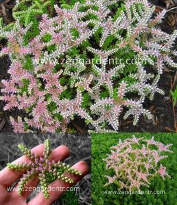 Sedum tohumu pembe yıldız sedum seastar