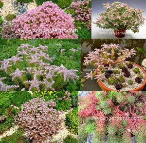 Sedum tohumu pembe yıldız sedum seastar