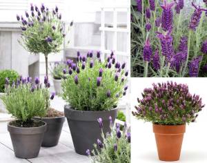 Mavi stoechas lavanta fidesi lavandula stoechas french